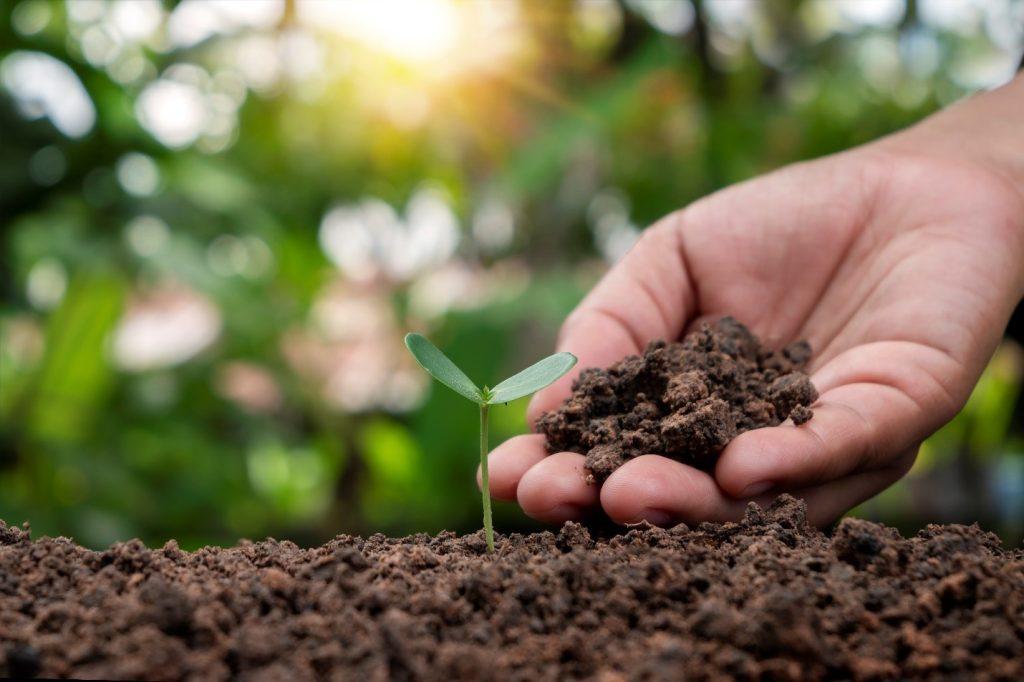 Maintaining Soil Health in Organic Farming